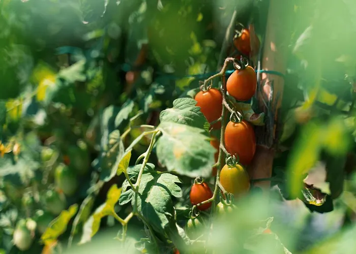 Il Giardino Di Gabri