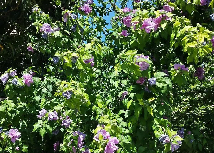 Bed & Breakfast Il Giardino Di Gabri