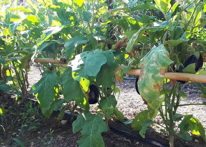 Bed & Breakfast Il Giardino Di Gabri Rome